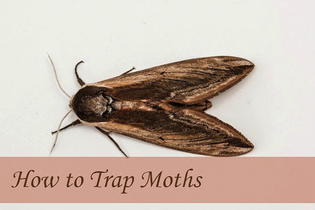 Moth traps signal time to pay attention to insects